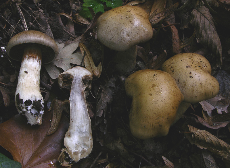 Cortinarius infractus (Pers.:Fr) Fr. Scheda fotografica